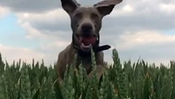 Apple picks 8 great user videos for its new 'Shot on iPhone' campaign, check them out