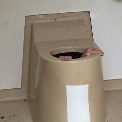 Norweigan man gets stuck in a public toilet trying to save his friend's phone