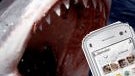 SMS being used to track great white sharks prowling beaches