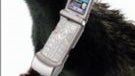 Cell phone radiation can be used to combat Alzheimer's disease?