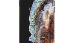Want to make your iPhone look like a blown up Note 7? There's now a case for that