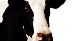 Critical "Dirty Cow" Android exploit not fixed by November Android security patch