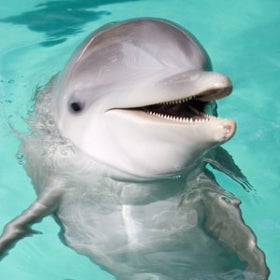 Tourists killed a baby dolphin by taking selfies with it