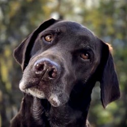 Blur for Cujo: Apple's new iPhone 7 Plus ads detail the Portrait camera mode