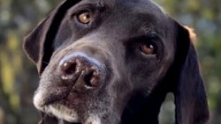 Blur for Cujo: Apple's new iPhone 7 Plus ads detail the Portrait camera mode