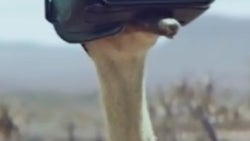 We asked 5 wild animals what they thought about the new Samsung Galaxy S8