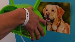 Android Things can serve up M&M candies, and recognize dogs