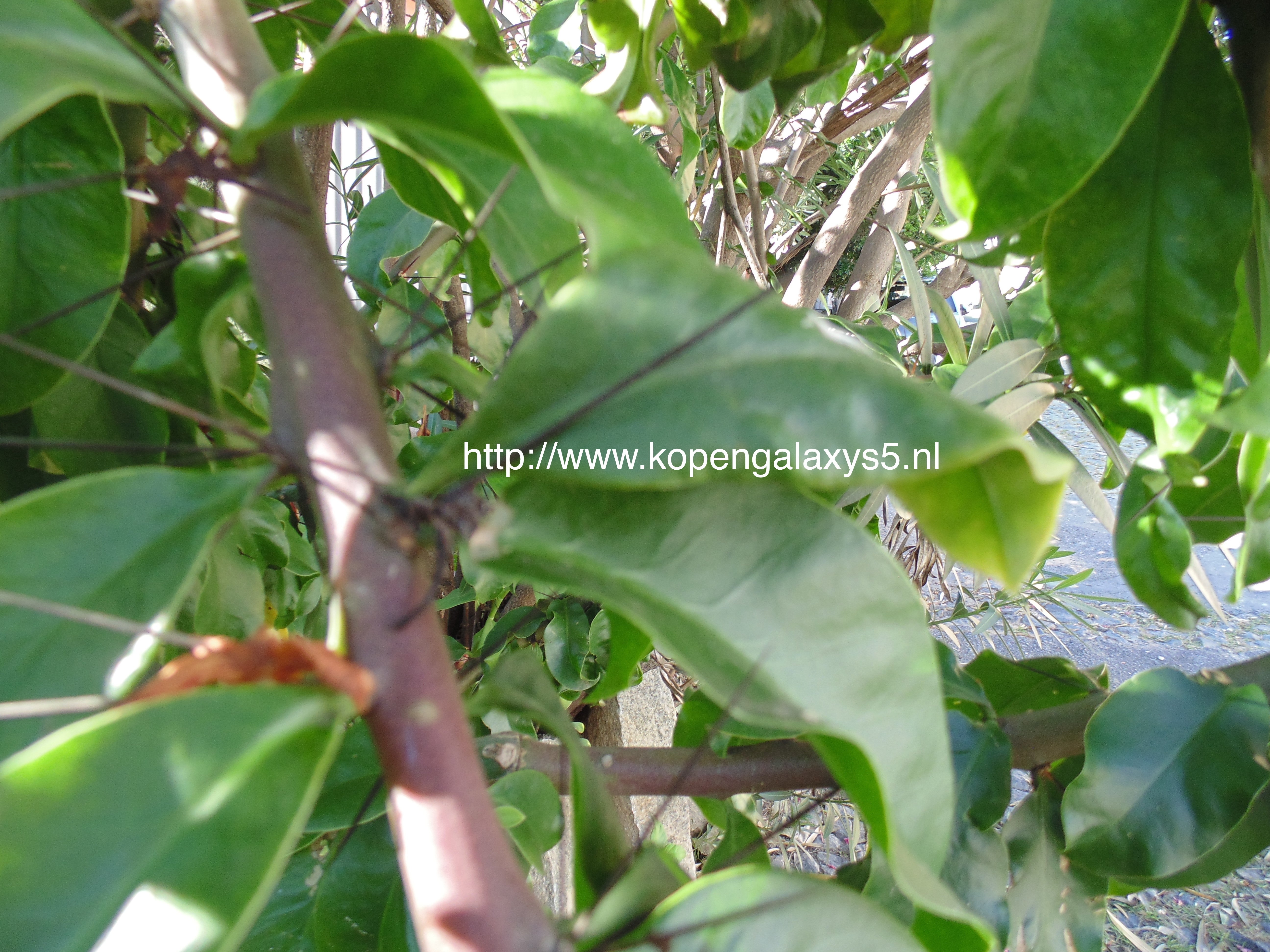 Alleged first sample from the Samsung Galaxy K cameraphone, expected to be announced April 29th - Claimed first camera sample from the Samsung Galaxy K (S5 Zoom) appears