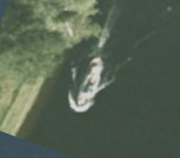Существует ли лохнесское чудовище на самом деле фото доказательство