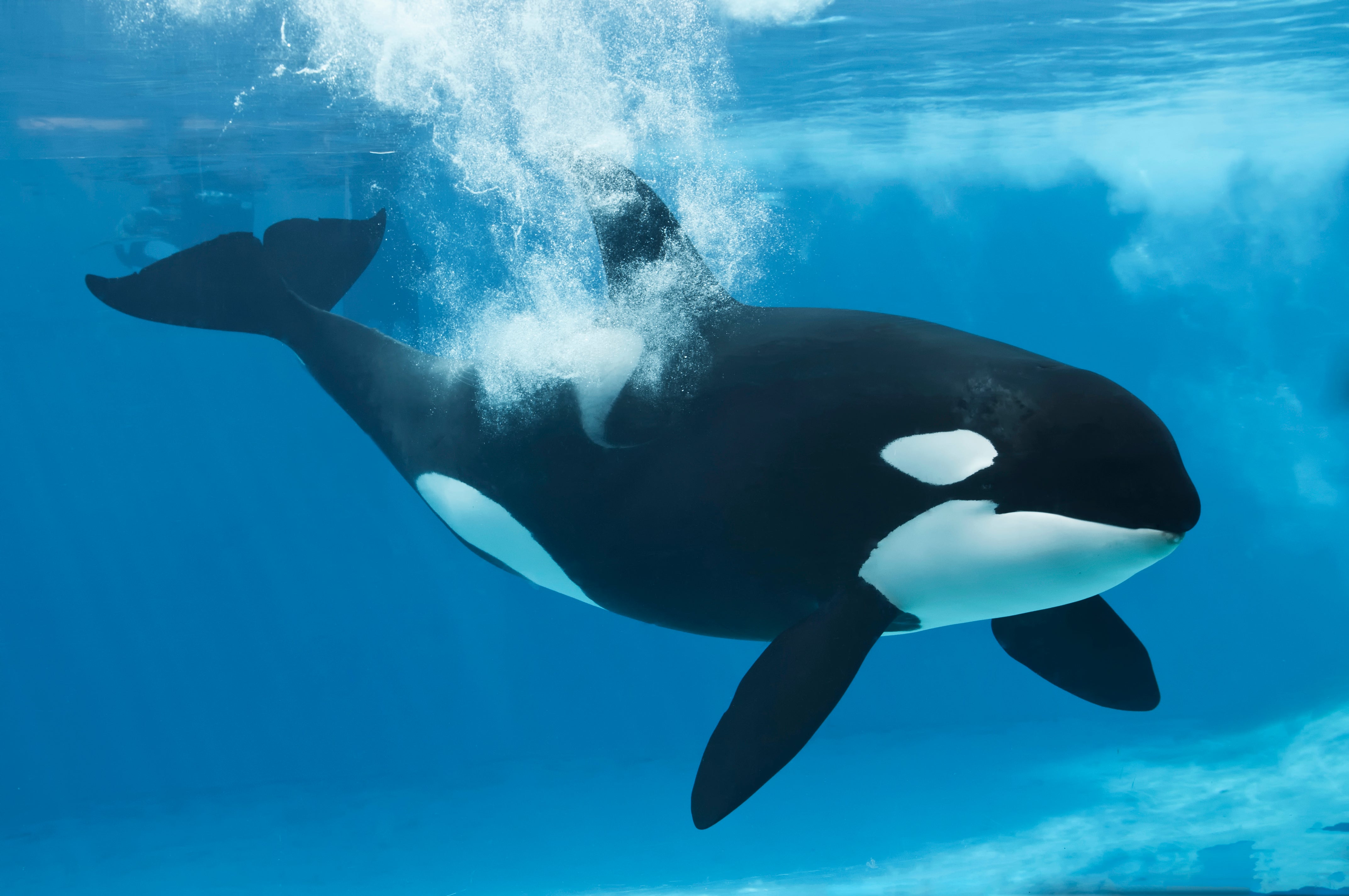 Shamu, the orca that inspired the Nexus X codename - Nexus X (aka Nexus 6) rumor round-up: features, specs, price and release date