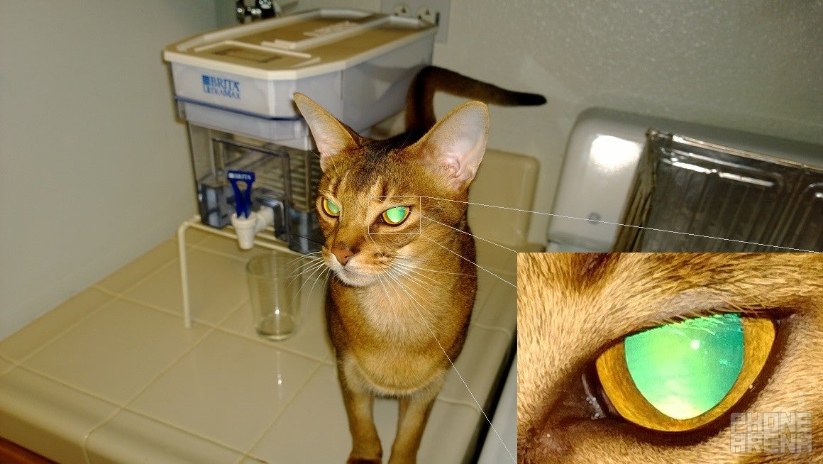 Meet Bubu, the Abyssinian.  This picture (cropped) was taken just over a year ago with the mighty camera found on the Lumia 1020.  Thanks to lucky timing and exceptional PureView processing, the detail is amazing.  If you look closely, you can see part of the texture of his retina.  When was the last time you took a picture of the inside of something&#039;s head?&amp;nbsp; The original image is a full 8MB, 7712x4352.&amp;nbsp; All settings were on &quot;auto.&quot; - Is Microsoft squandering its opportunity to roll out a new flagship?