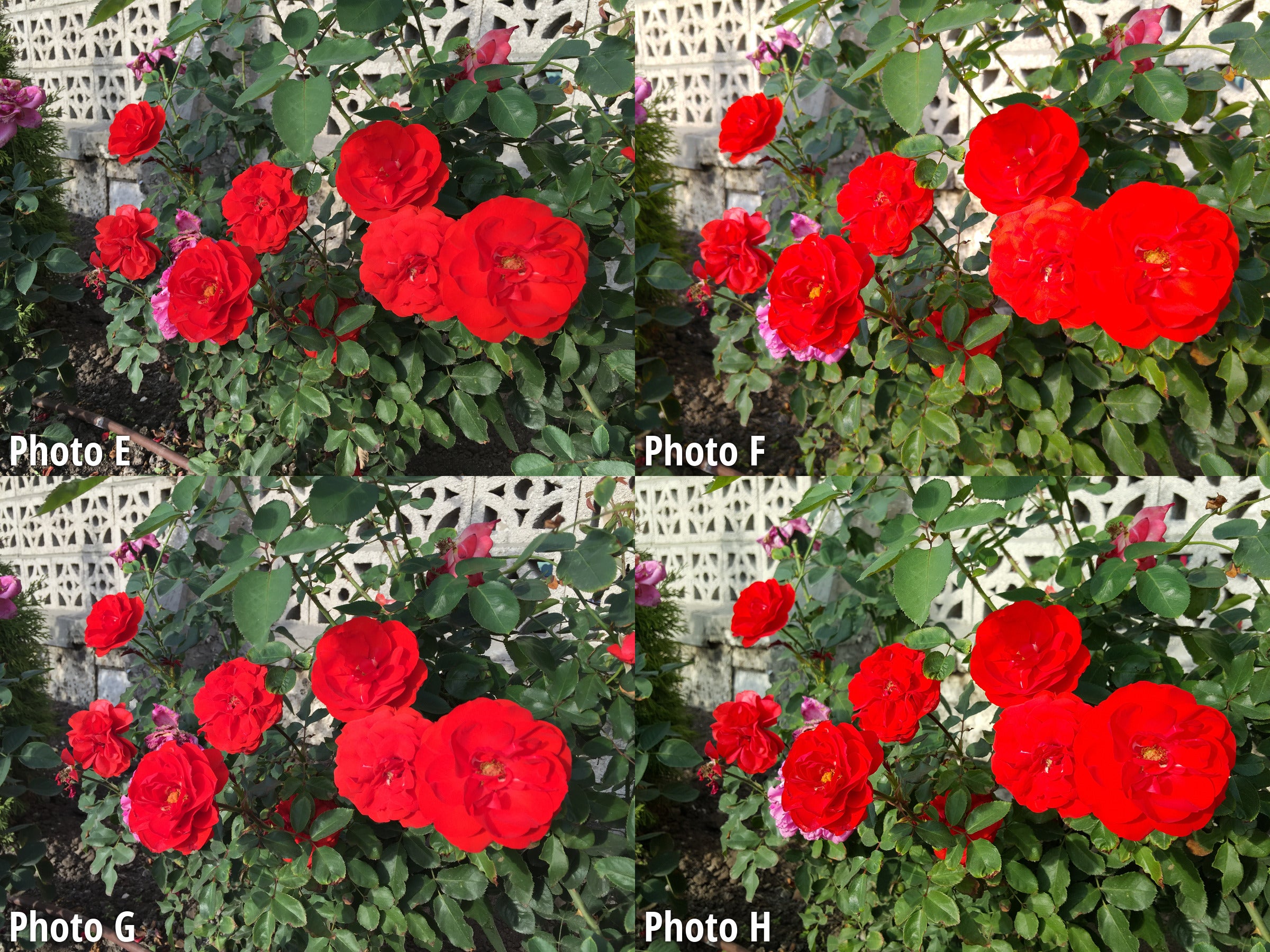 Side-by-side comparison. Click to zoom in - iPhone 6s vs Galaxy S6, LG G4, iPhone 6 blind camera comparison: vote for the best phone