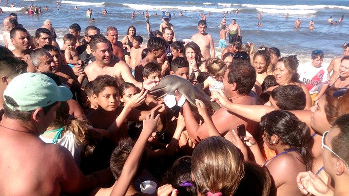 Death by selfie: baby dolphin dies when too many tourists grab it for a snap