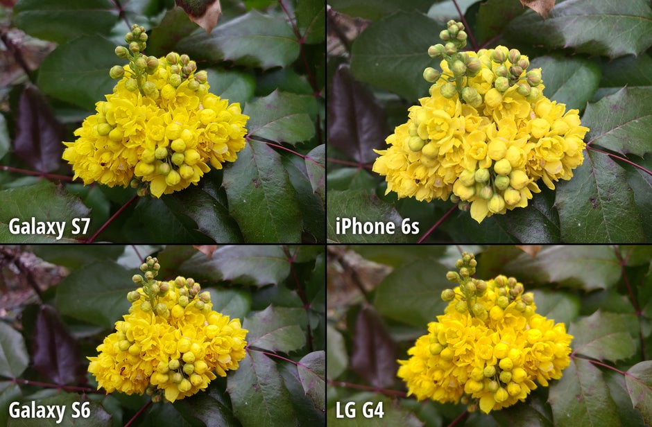 Best smartphone cameras compared: Samsung Galaxy S7 vs iPhone 6s, Galaxy S6, LG G4