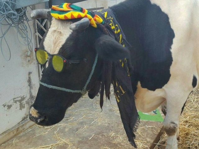 The prize cow throwing a party at Digital Mania's headquarters. - Play mobile games, win a live cow - this is how they roll in Tunisia!