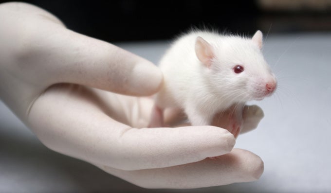 Major US Government study finds link between phone radiation and cancer in male rats