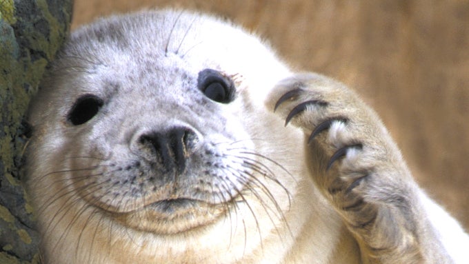 Wildlife administration warns: don't take selfies with seal pups!