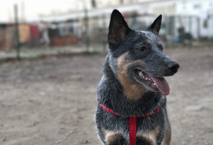 Portrait Mode - make your dog look real cool like - Portrait Mode for everybody: here are 4 apps that mimic the iPhone 7 Plus' exclusive feature