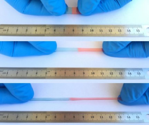 The self-healing material can stretch to 50 times its normal size - New material could be used to produce self-healing phone screens that will repair cracks