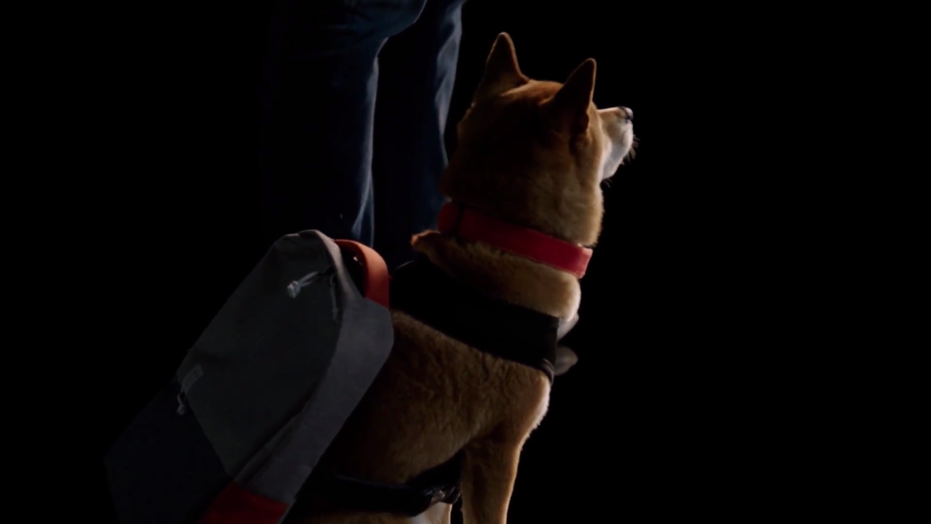 Such a good girl! - Una the dog was the best part of the OnePlus 5 launch event