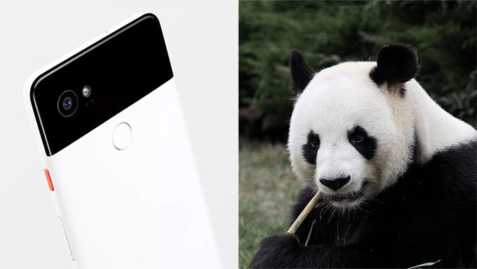 Just like the giant panda, the black-and-white Pixel 2 XL is a rare animal - If you want a Pixel 2 XL, you'd better order one right now