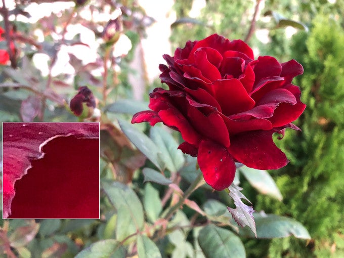 iPhone 8 Plus - iPhone 8 Plus vs iPhone 7 Plus cameras compared: is there really much of a difference?