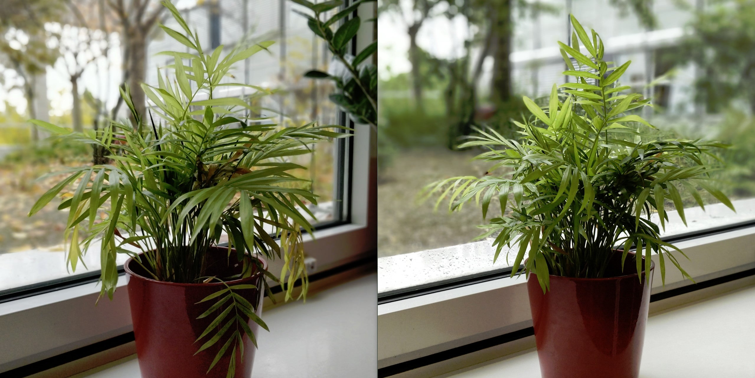 Portrait mode - OnePlus 5T (left) vs OnePlus 5 (right) - Early OnePlus 5T vs OnePlus 5 camera comparison: No telephoto lens