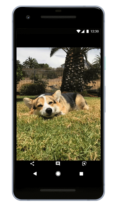 Google Lens can recognize the breed of your dog or cat and tell you facts about it