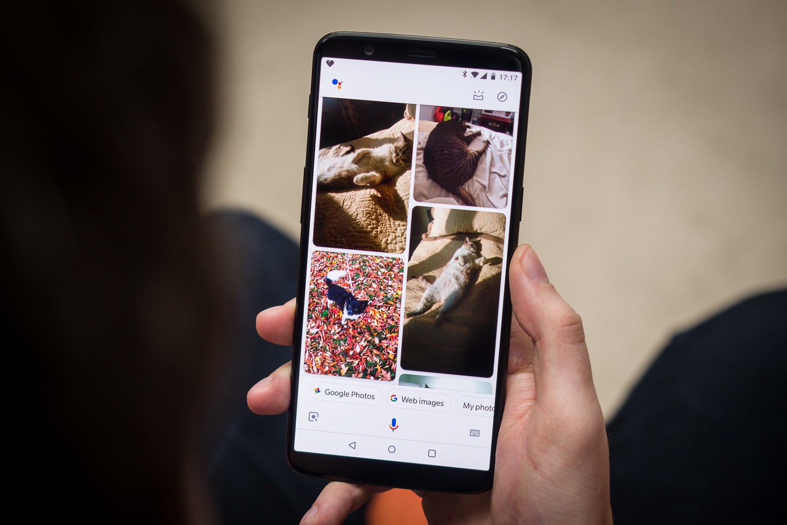 One of these &quot;cats&quot; is not like the others! - Check out these cool, useful Google Assistant questions and commands