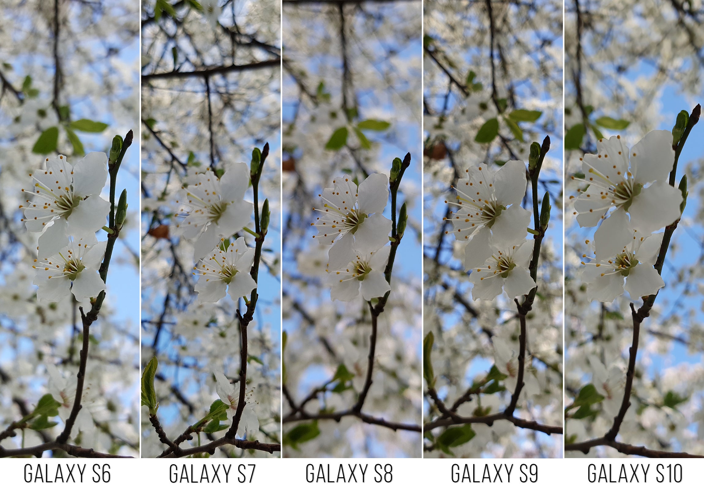 Galaxy S6 to Galaxy S10: Samsung&#039;s camera and image quality evolution through the years
