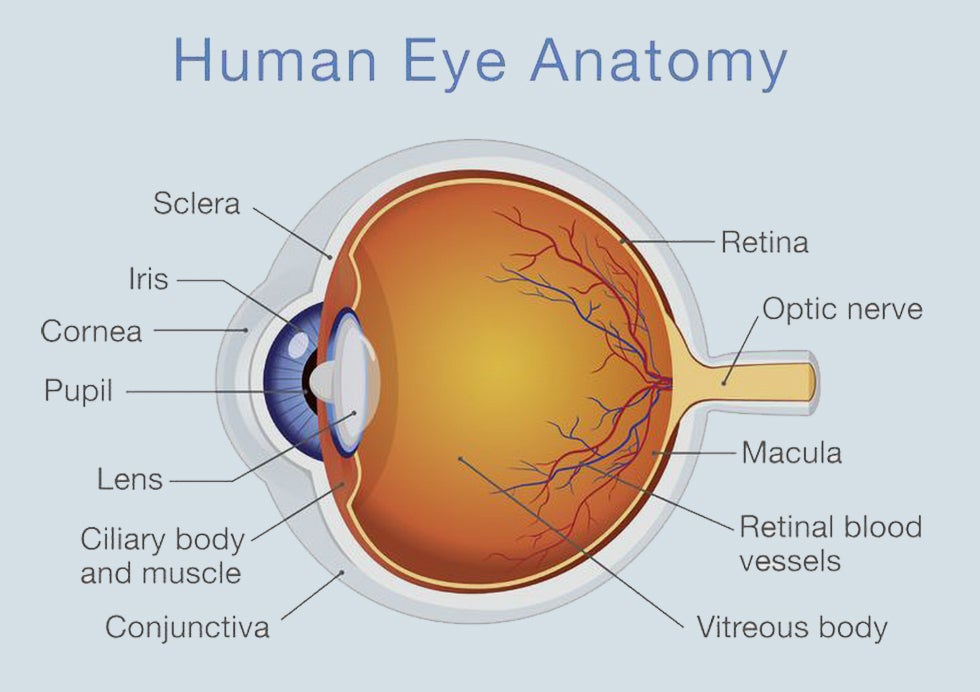 Anatomy of the human eye - The pros and cons of Dark Mode: Here's when to use it and why