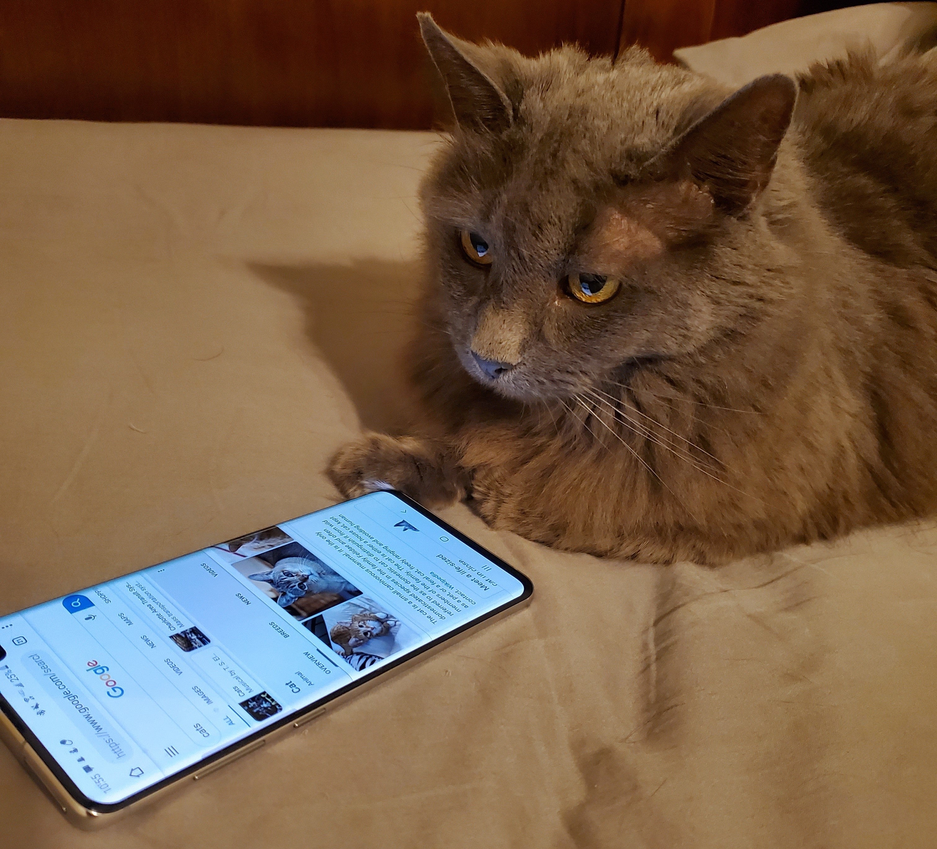 Maybe the cat was behind it all along! - Creepy examples of ad targeting: are smartphones eavesdropping on us?