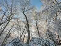 motorola-edge-Winter-trees