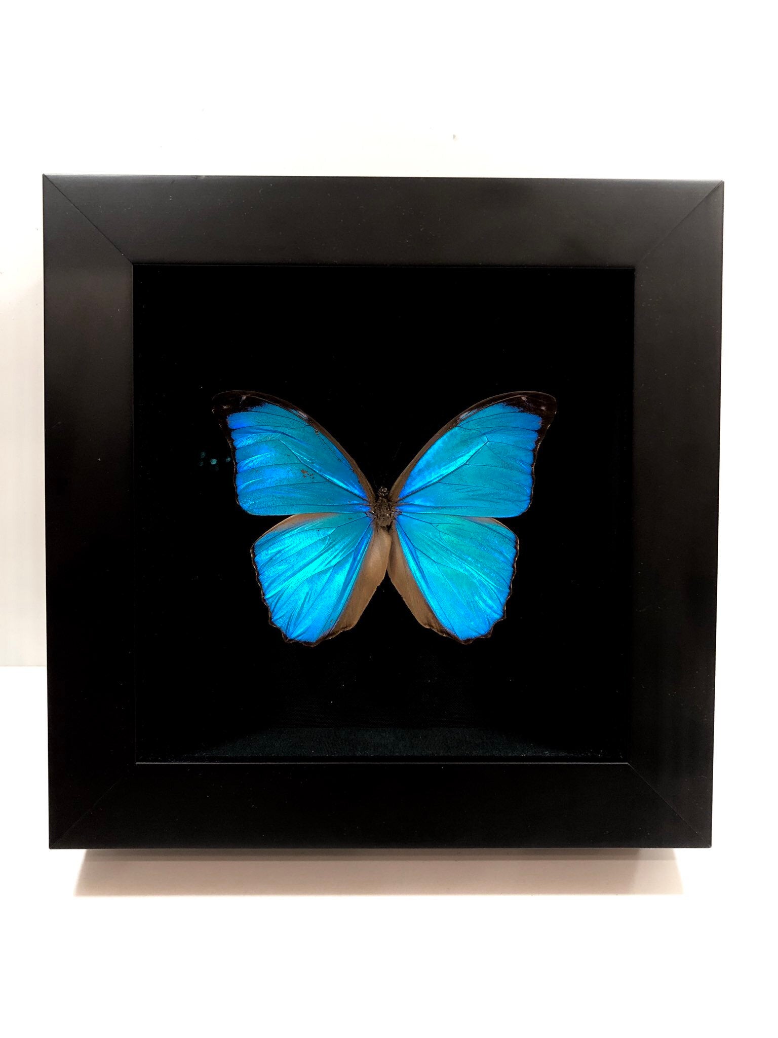 One of the already deceased butterflies used for the Motion watch face - On the fifth anniversary of the Apple Watch launch, an original team member reveals some secrets
