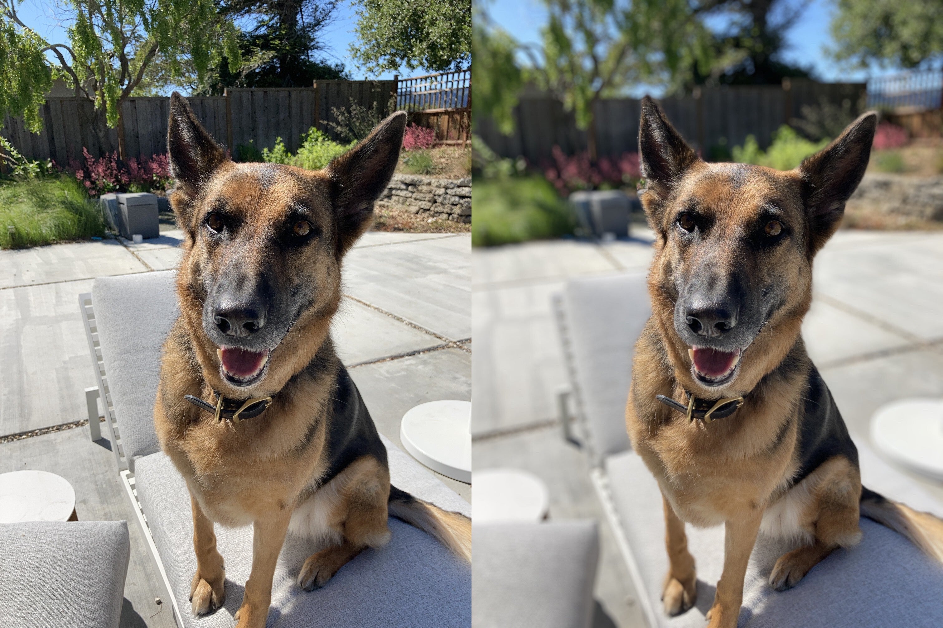 A photo taken with the Halide app, showing that Portrait Mode is possible on the SE even on non-human subjects, although Apple&#039;s own camera app only supports it on human subjects. - Developer tests 2020 iPhone SE camera, results show impressive photography for a single-camera setup