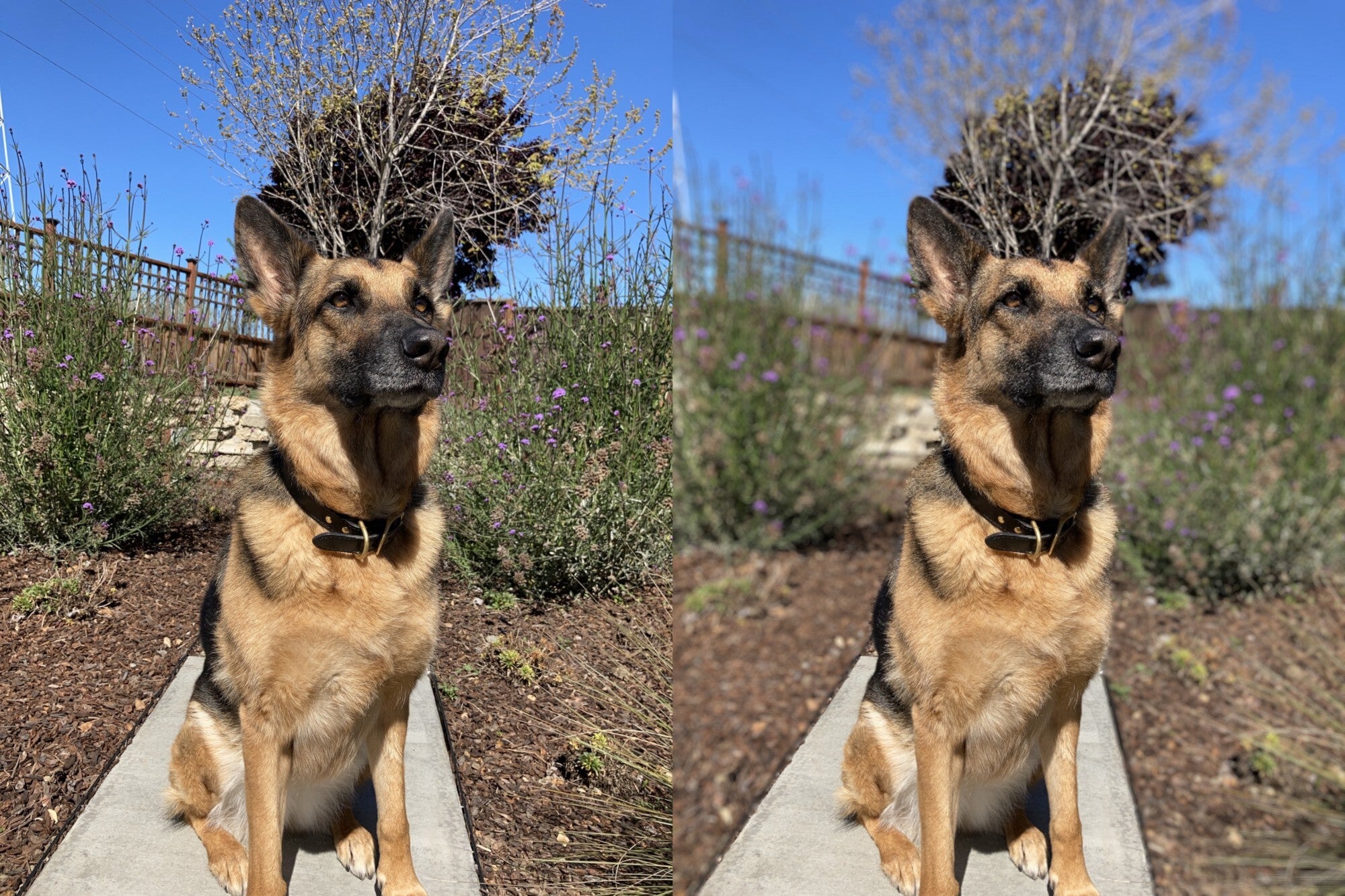The SE uses machine learning to detect human subjects with great results, but the same can&#039;t be said for non-human subjects, so Apple disabled that option in its camera app. - Developer tests 2020 iPhone SE camera, results show impressive photography for a single-camera setup