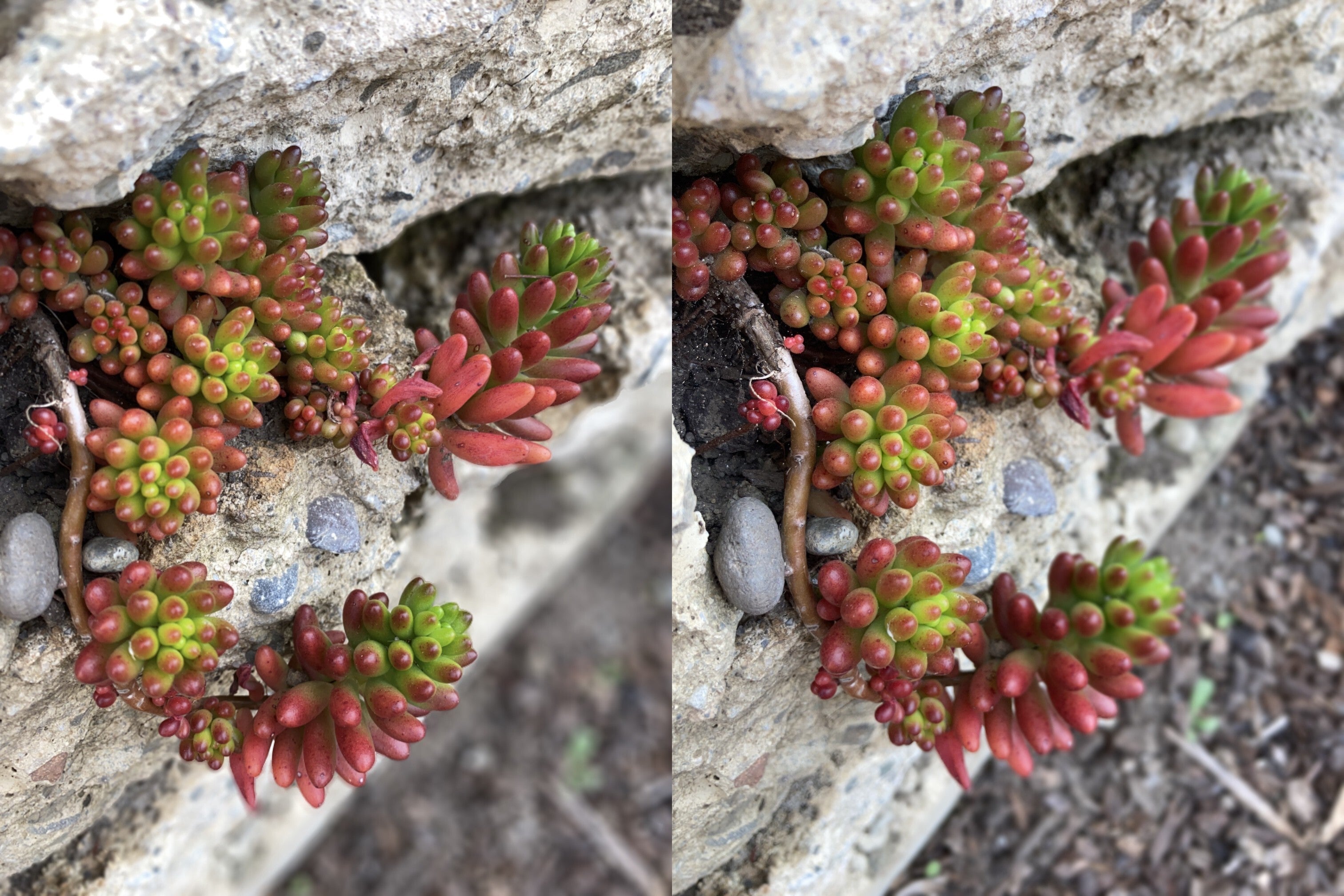 The left photo is taken with the iPhone 11 Pro, the right one is from the 2020 iPhone SE. The portrait effect has been significantly increased for the purpose of this test. - Developer tests 2020 iPhone SE camera, results show impressive photography for a single-camera setup