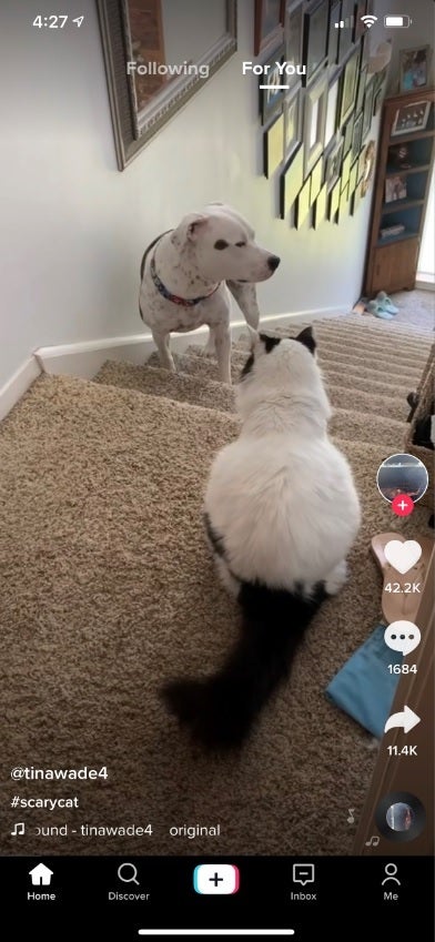Animals get meaty roles on TikTok - Ruling from judge stymies U.S. from banning TikTok downloads-for the moment