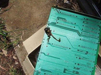 Frog is determined to be the cause for Telstra&#039;s service disruption
