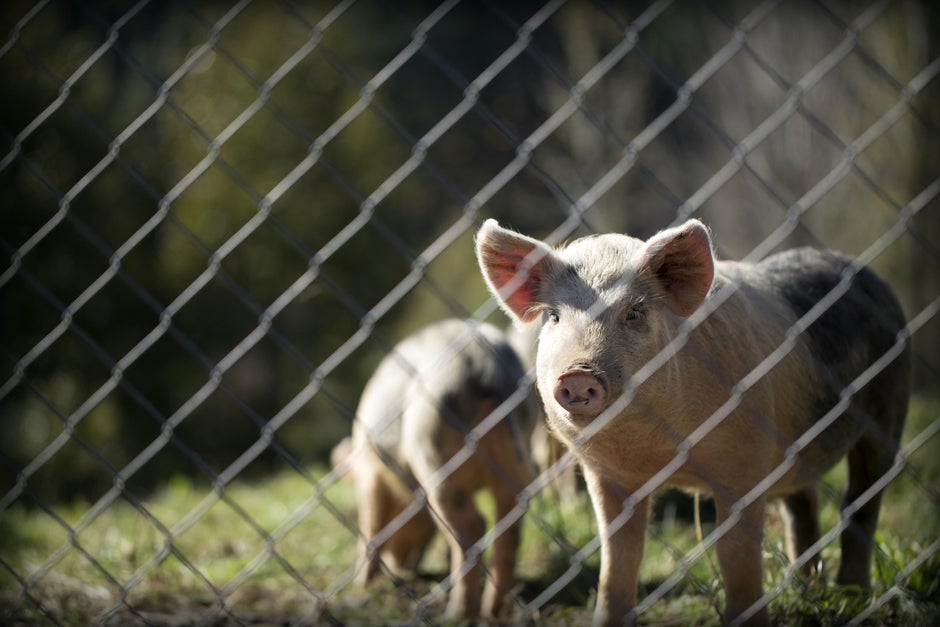 Huawei chuyển sang chăn nuôi lợn, áp dụng cả công nghệ nhận diện khuôn mặt - Ảnh 2.
