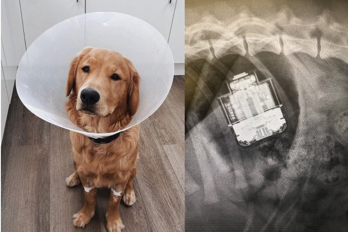 AirPods removed from dog&#039;s stomach, survive (the dog too)