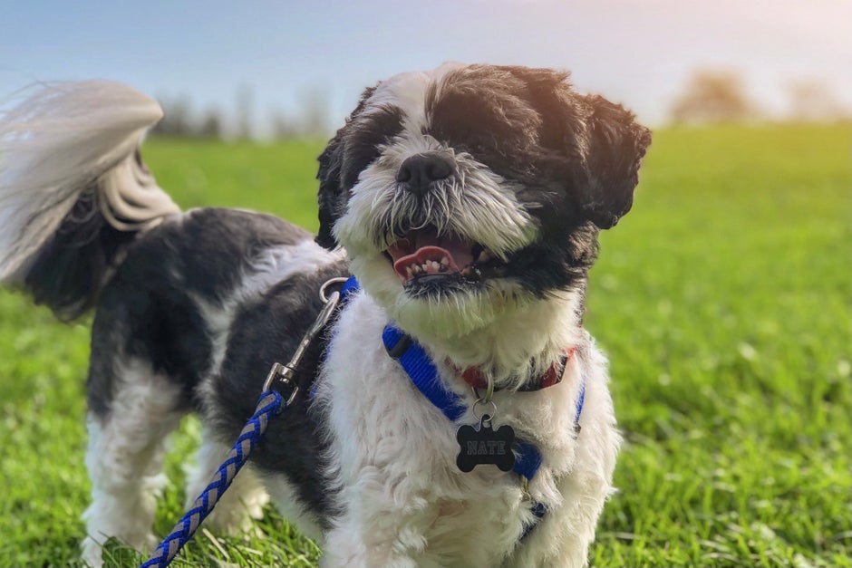 Pouvez-vous utiliser les AirTags pour suivre les personnes et les animaux de compagnie?