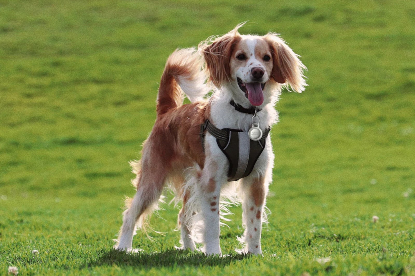 Nomad launches AirTag Rugged Keychain, pet ID tag engraving