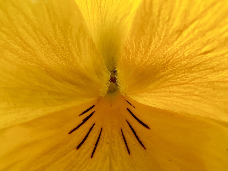 How to take macro photos with iPhone 13 Pro: tips and tricks