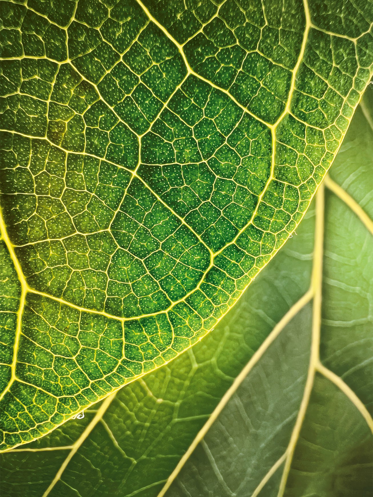“Leaf Illumination” by Trevor Collins - Take a look at the winners of the &#039;Shot on iPhone&#039; iPhone 13 Pro macro challenge announced by Apple