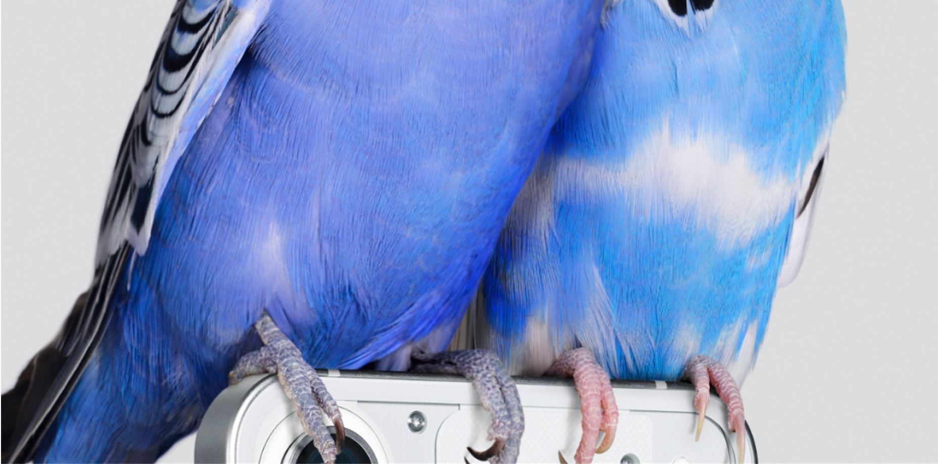 Zoomed in - The top of the Nothing Phone (1) appears alongside two curious parrots in a new teaser
