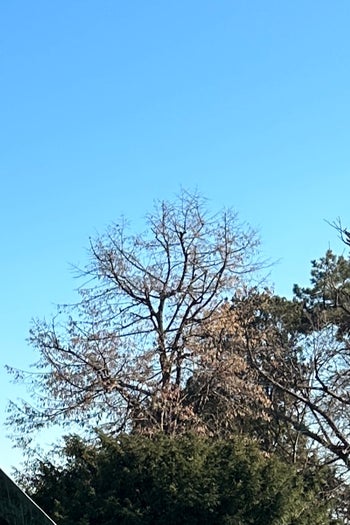 iPhone 100% crop