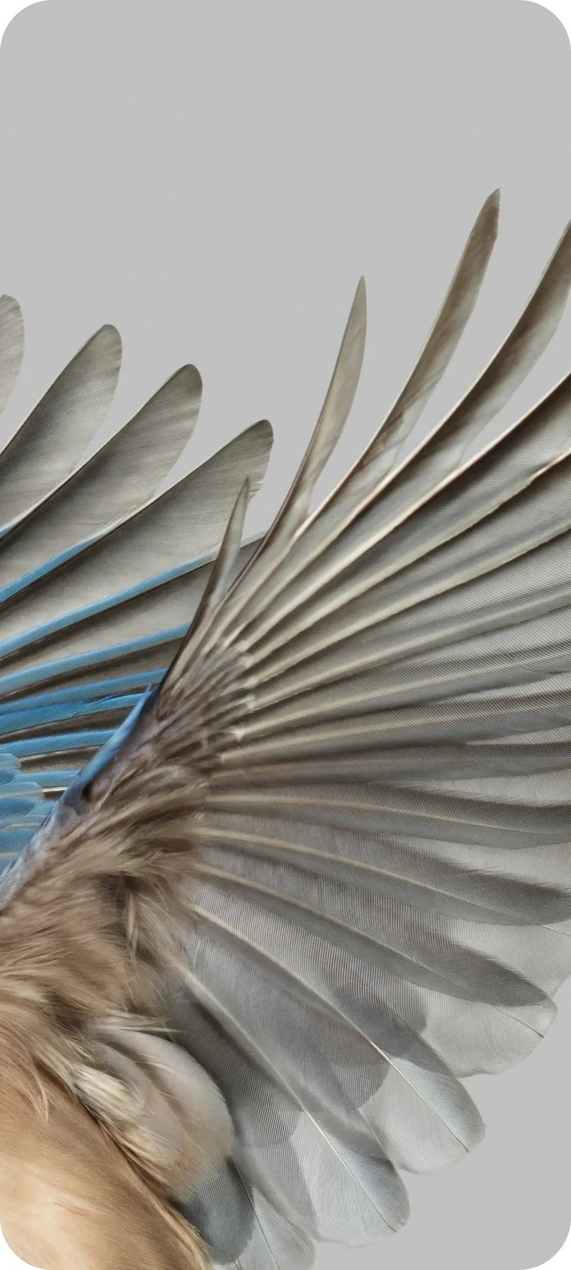 Bird feather wallpapers on Pixel devices? What is it all about?