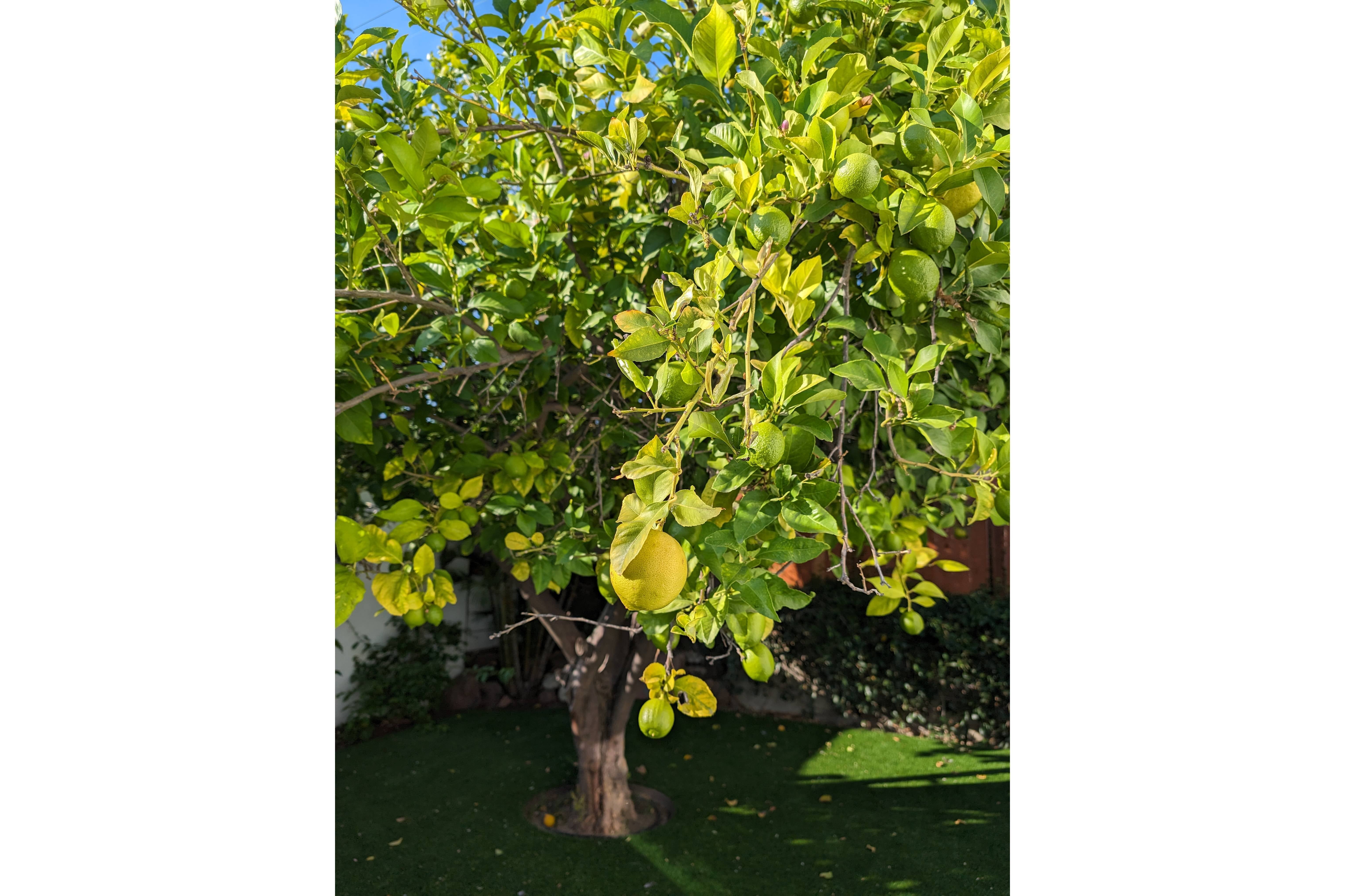 Pixel 8 camera sample - Someone has posted a ton of photos taken from Pixel 8 and Pro