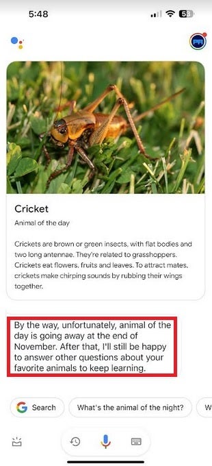 Google shuts down Assistant&#039;s Animal of the Day - Google says goodbye to an informative feature that brought parents and kids together